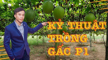 KỸ THUẬT TRỒNG GẤC P1 - HTX GẤC NAM HÀ