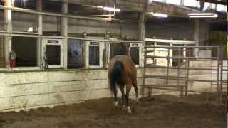 Chicago Police Department Mounted Police: More Than Just Horses