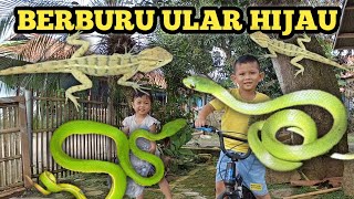 BERBURU DAPAT ULAR HIJAU DAN LONDOK/BUNGLON!!!