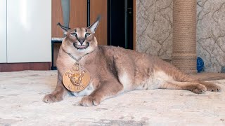 Big Floppa Loves to Tear up Cardboard Box : Caracal