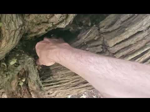 A random video from 29th June 2025