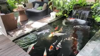 INSPIRASI KOLAM IKAN KOI DI RUMAH BISA DI DEPAN RUMAH ATAU BELAKANG RUMAH