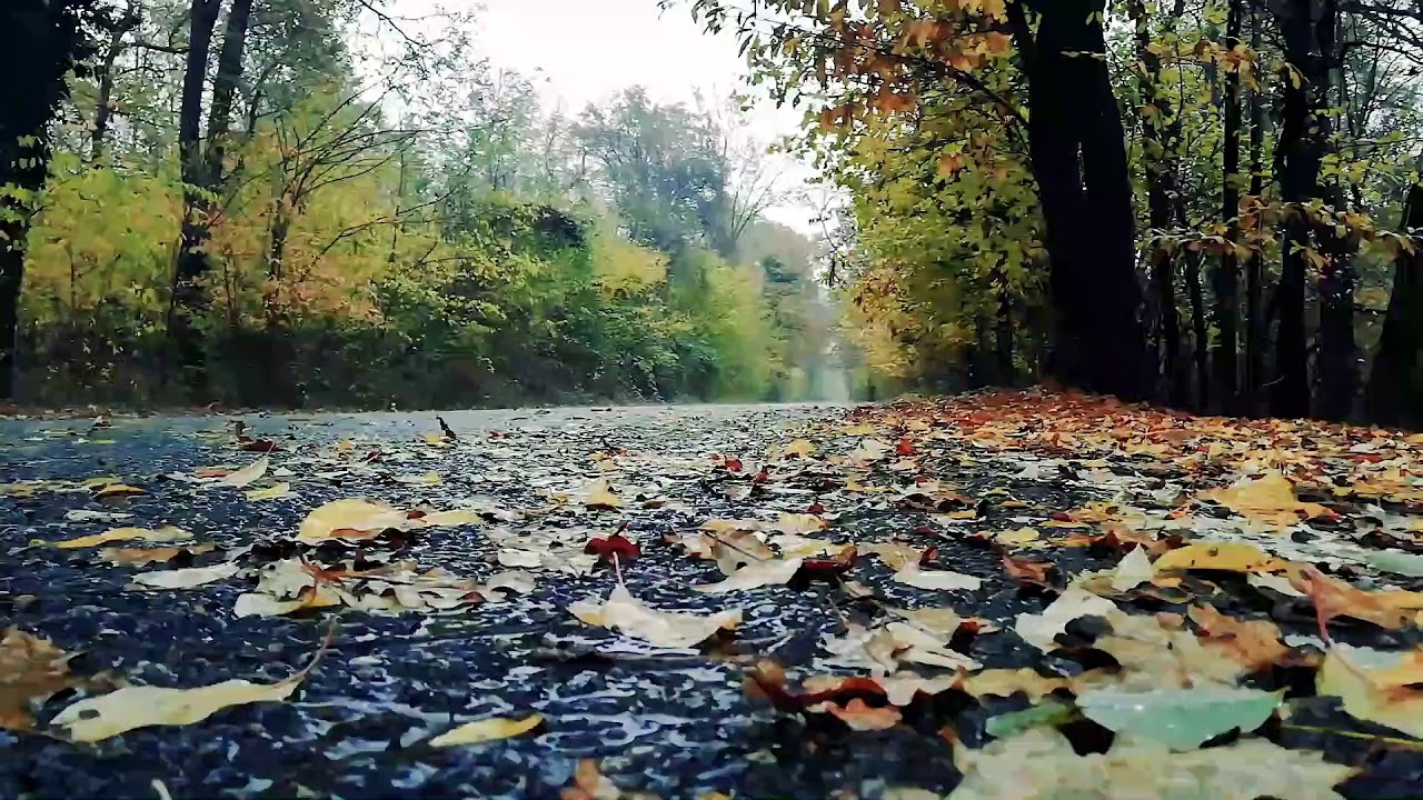 GENTLE  RAIN video, Rain Sounds to Sleep, Study, Relax, Reduce Stress | DearPlanet