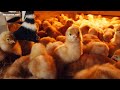 【ひよこ育雛・一日目】ずっと見てられる可愛さ｜The first day of the chick.