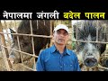 जंगली बँदेलको मासुको माग धेरै छ तर पुर्याउन सकिएन - Wild boar farming in Nepal - Bandel Palan