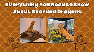 Everything You Need to Know About Bearded Dragons