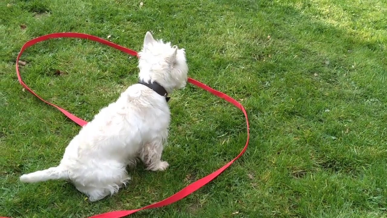 West Highland Terrier Barking Guide: Why, Problems And How To Stop - Westie  Wisdom