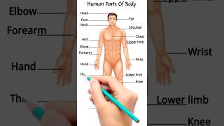 Body Parts Names Vocabulary | Parts of Body Names