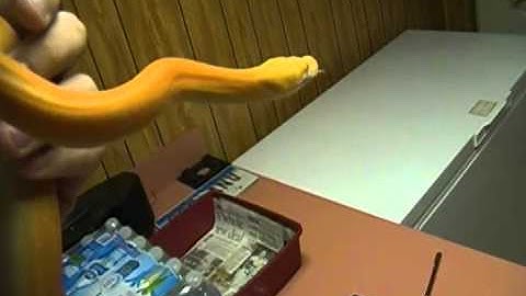 Albino Goldenchild!!