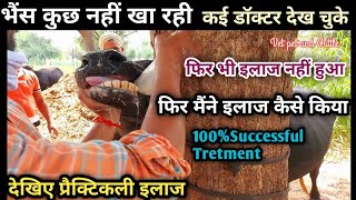 Buffalo not eating food||Practically Tretment With Medicine||Vet pet and Cattle