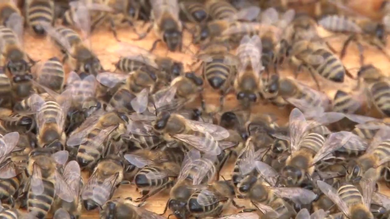 pčelarenje hasan alajbegović uzimljavanje pčelinjih zajednica