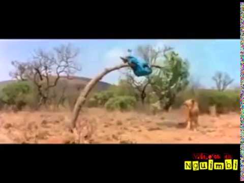 Video engraçado - fugimdo do leao