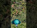jardín polinizador #mariposas