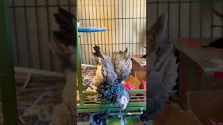 Auggie roept me met gekrijs #papegaai #huisdieren