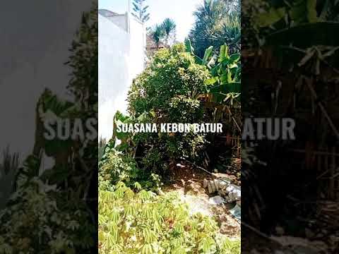 Ini dia kebun tetangga yg mungkin ada ular besar 😁