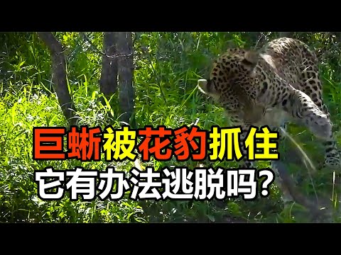巨蜥被花豹死死咬住，拼命甩动尾巴反攻，它能逃过此劫吗？
