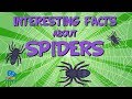 Fun Facts About Spiders 🕷️ | Kids' Educational Video