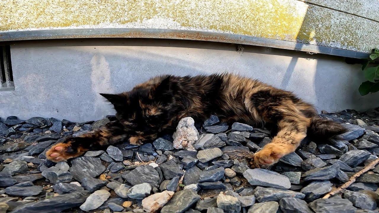 【田代島】【猫島】爆睡して撮影に気付かない野良猫