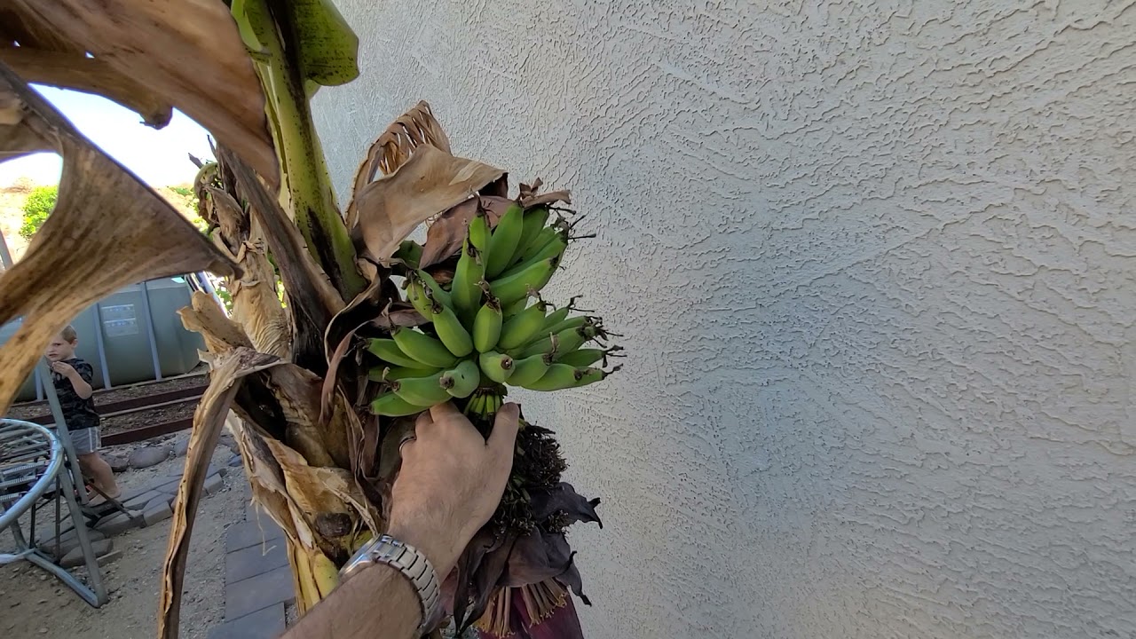 2 Year Update on Growing Bananas in Pots