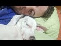 O sono está tão bom, que até ronca kk #veterinaria 