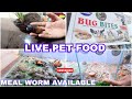 BUG BITES || LIVE PET FOOD || meal worm available #hyderabad  #petfood #pets #exotic