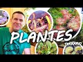 Plantes carnivores  mini tourbiere en terrarium