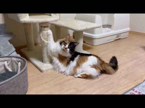 パンクを追いかけていくうまちゃんと一緒だけ追いかけっこ😺✨