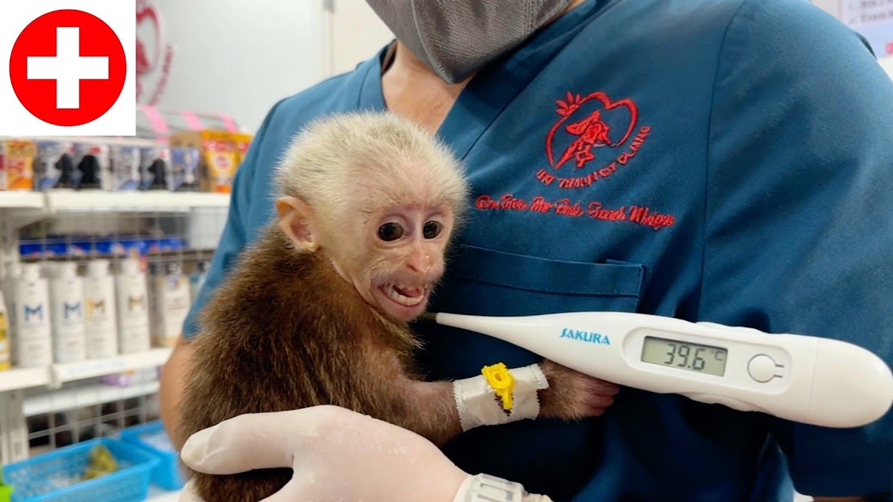 Baby Monkey Lulu’s Fever Comes Back — Dad Acts Quickly to Help Her.