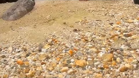 Gold prospecting #shortvideo #part2 #gold #metaldetecting #shortsfeed #shorts #short#panning #mining