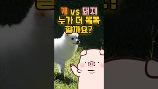 &quot;개 vs 돼지, 누가 더 똑똑할까?&quot; | 동물 지능 정보  #멍심보감 #강아지 #반려견