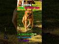 Ranking Best Dog Glow Ups😱😱😱#shorts