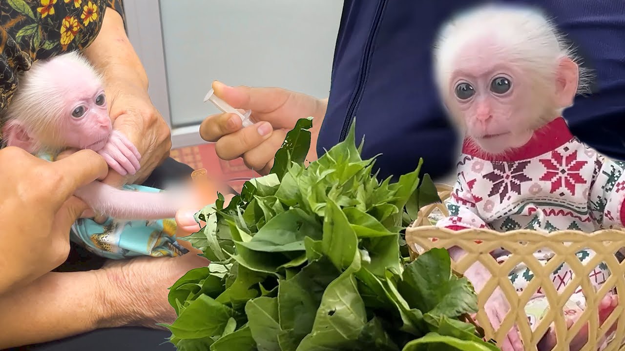 Monkey Poor's Inspiring Journey: Harvesting vegetables to save money for going to the hospital