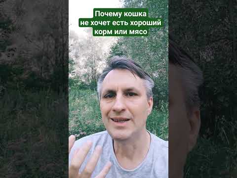 Почему кошка не хочет хороший корм и даже мясо