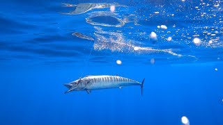 Amazing Wahoo Fishing Video Magtrak Lure - Wahoo Dance