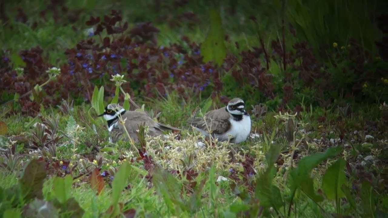 Little Ringed Plover   Kleine plevier   Zoetermeer    The Netherlands   Luuk Punt 230525 1