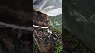 BH-RT-2000 BHOLANATH BH-RT RUBBER TREE TAPPING MACHINE