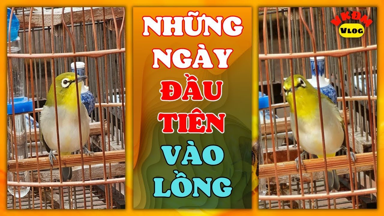 Không xem hơi phí, gột mộc tinh | VKĐM