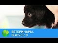 Ветеринары. Брошенные щенки,  опухоль у морской свинки, игуана со сломанным хвостом | Живая Планета