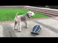 Pip The Lakeland Terrier の動画、YouTube動画。