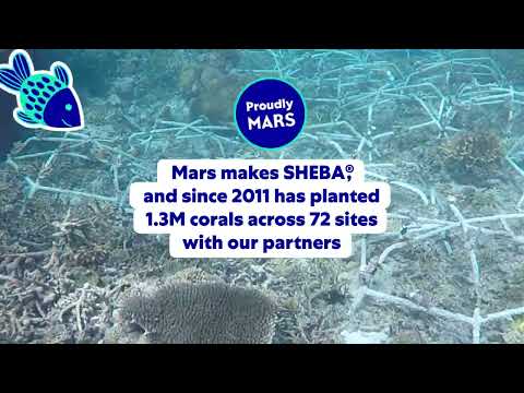 SHEBA® & Mars pioneer in reef restoration​