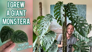 MONSTERA DUBIA  - 2 year transformation & care tips - Plant Spotlight