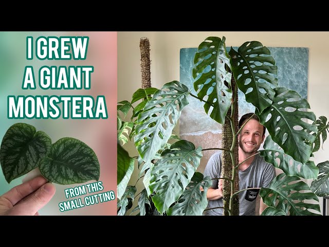 pothos njoy Epipremnum 'N'Joy' | Plants main image 0