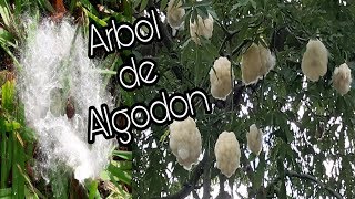 Arboles de Algodón / Pochote - Ceiba - puchote - apochote @Lachatayou