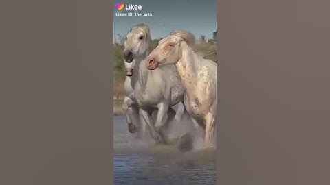 100- سورة العاديات بصوت الشيخ خالد الجليل