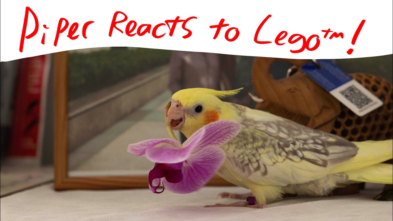 Cockatiel Reacts to Lego Engineering Project