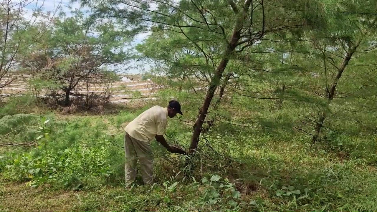 SMART PINE TREE PRUNING TECHNIQUE USING ONLY A HAND SAW - Agriculture Farming