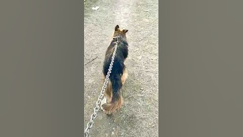 Your Complete Puppy Training Schedule By Age