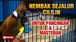 SOGON NEMBAK MATERI SEJALUR CILILIN UNTUK PANCINGAN DAN MASTERAN #sogon #masteransogonijoan 