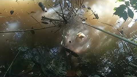 câu vịt miền tây cận cảnh cá lóc táp vịt liên tục nhìn mà đã con mắt.