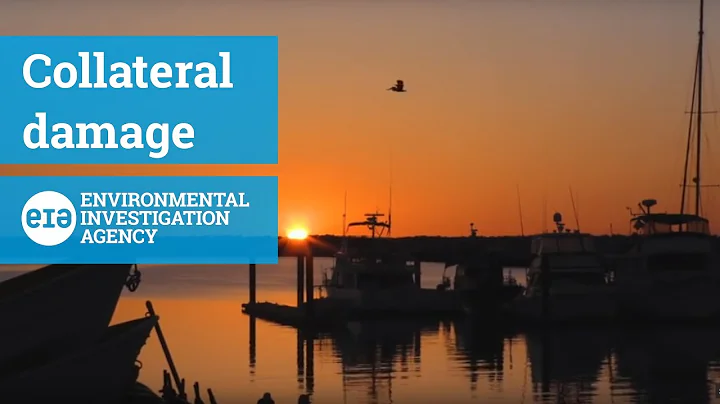 Collateral Damage: How illegal trade in totoaba swim bladders is driving the vaquita to extinction